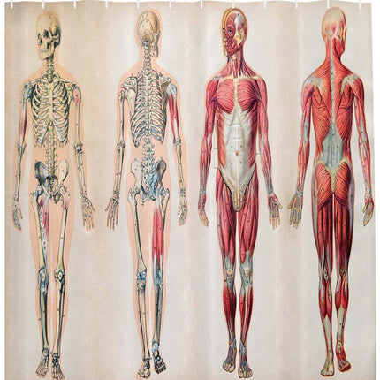 Dusjforheng med anatomisk illustrasjon design